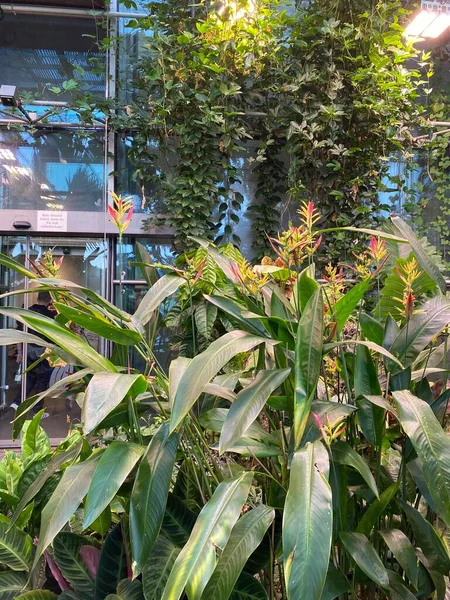Köln Çikolata Müzesi Ndeki Güzel Bitki Canlı Botanik Manzarası — Stok fotoğraf
