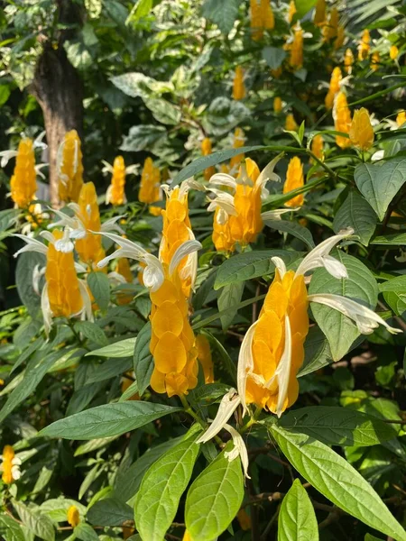 Gele Bloemen Van Dichtbij Klasse Pachistachis Bloeiende Gele Bloem Van — Stockfoto