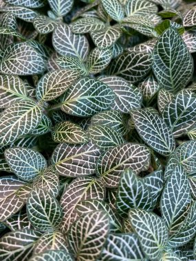 Köln Çikolata Müzesi 'ndeki güzel bitki. Canlı botanik manzarası.