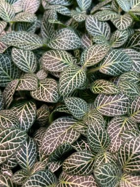 Köln Çikolata Müzesi 'ndeki güzel bitki. Canlı botanik manzarası.