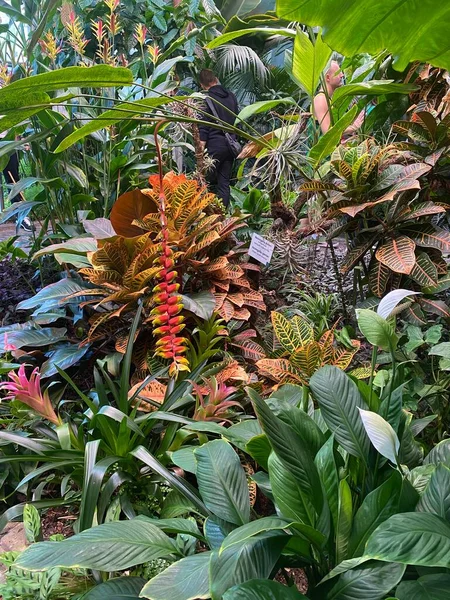 Köln Çikolata Müzesi 'ndeki güzel bitki. Canlı botanik manzarası.