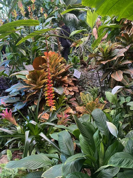 ケルンチョコレート博物館の美しい植物 鮮やかな植物の風景 ロイヤリティフリーのストック画像