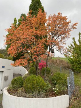 Farklı renklerde ağaçlar. Sonbahar renklerinde, manzarada küçük bir ağaç. Arka bahçe Peyzaj Tasarımı Fikri.