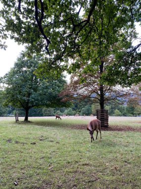 Geyik yakın, sonbahar, genç geyik vahşi kıyısı, Kuzey Ren Batı Phalia, Almanya