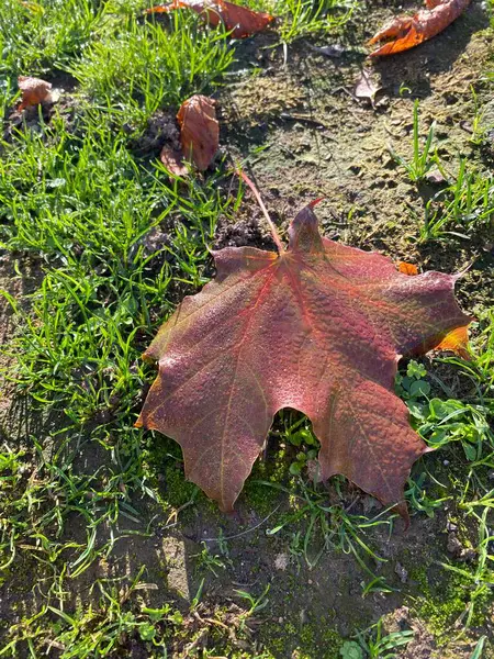 Feuille Érable Humide Couchée Sur Herbe Automne — Photo