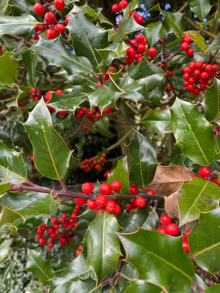 Rote Stechpalmenbeeren Aus Nächster Nähe Stechpalmen Mit Früchten Ilex Aquifolium — Stockfoto