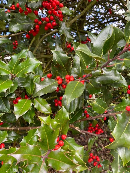 红色冬青浆果接近 果实累累的冬青枝条 冬青植物的刺绿色叶子 — 图库照片