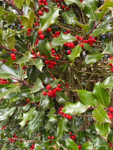 赤いホリーベリーが閉じます 果実とホリーの枝 Ilex Aquifolium ヒナギクの木の葉を — ストック写真