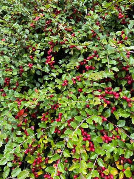 雨の後に緑色の葉を持つベアベリーコテスター Cotoneaster Dammeri の明るい赤い果実 熟した赤い果実を持つコトネスター水平タリス植物 — ストック写真