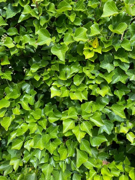 Grüner Efeu Der Wand Kletternd Blättert Textur Englischer Efeu Hedera — Stockfoto