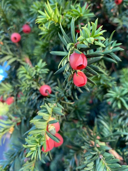 Rote Beeren Der Eibe Taxus Baccata Nahaufnahme Von Roten Eibenbeeren — Stockfoto