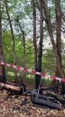 Kömürleşmiş çam ağaçlarında taze çimenler yetişiyor. Orman yanıyor. Kozalaklı bir ormanda kömürleşmiş ağaç gövdeleri..