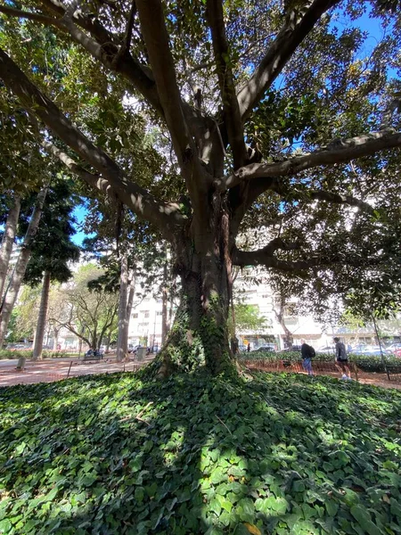 Buenos Aires Argentina Giant Recoleta Rubber Tree Duha Fotce Slunce — Stock fotografie