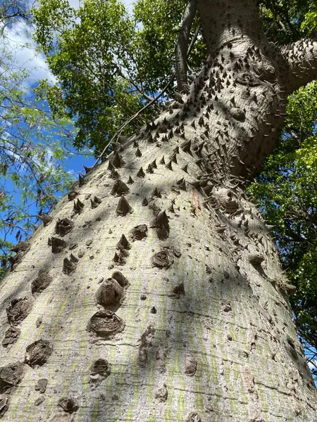 Ceiba Speciosa Zijde Flosboom Een Interessante Boom Met Een Doornige — Stockfoto