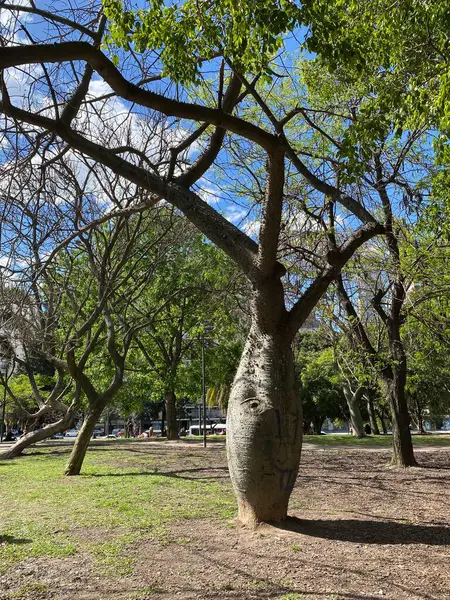 Ceiba Speciosa Árvore Fio Dental Seda Uma Árvore Interessante Com — Fotografia de Stock