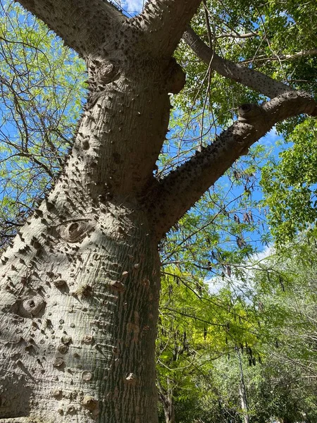 Ceiba Specialosa Hedvábná Nit Zajímavý Strom Trnitým Kmenem — Stock fotografie