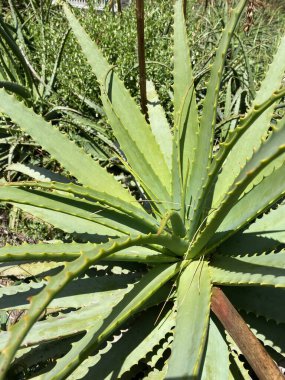 Buenos Aires, Arjantin: Eco Park İnteraktif Ekoloji Parkı, eski Buenos Aires Hayvanat Bahçesi. Aloe Vera fabrikasını, tencereleri kapatın.
