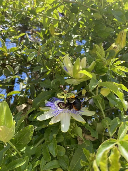 Cerca Pasiflora Flor Pasión Passiflora Caerulea Hoja Jardín Tropical Hermosa —  Fotos de Stock