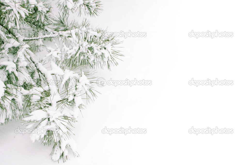 Snow covered branch