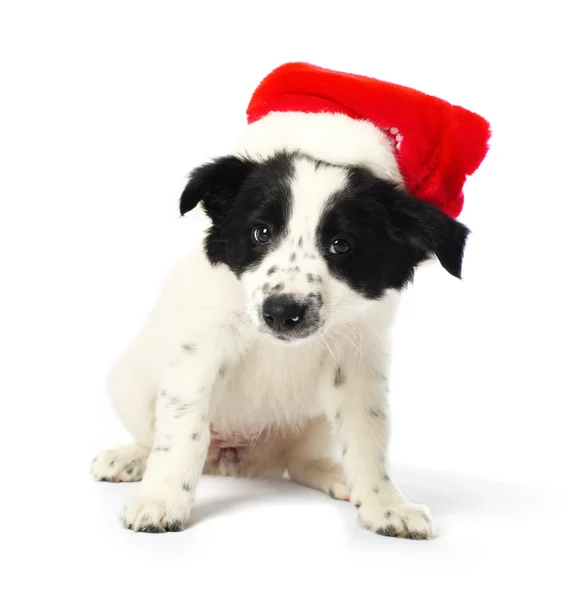Frontera collie cachorro con sombrero de santa — Foto de Stock