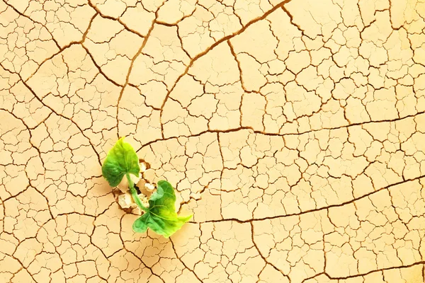 Planta brotando no deserto — Fotografia de Stock