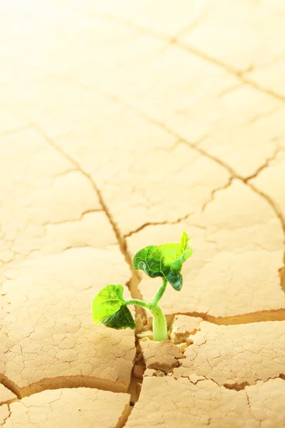 Plant sprouting in the desert — Stock Photo, Image