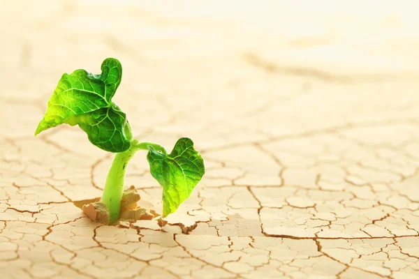 Plant sprouting in the desert — Stock Photo, Image