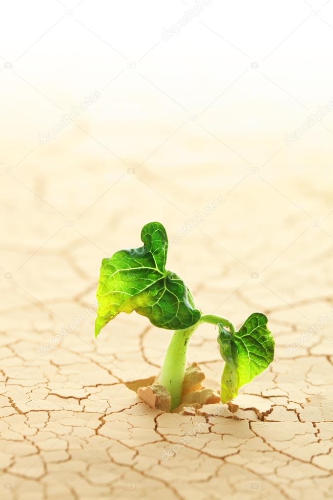 Plant sprouting in the desert