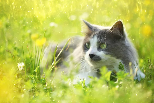 Grijze kat in tuin — Stockfoto