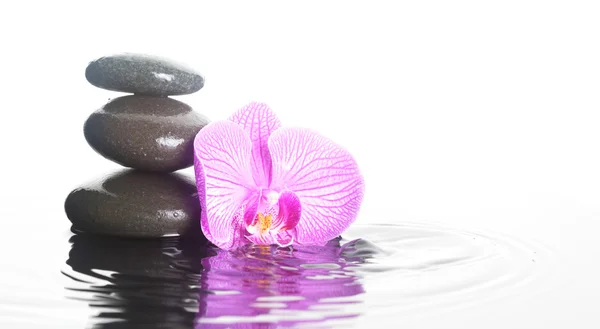 Flor y piedras en el agua — Foto de Stock