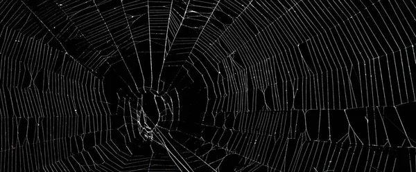 真正的蜘蛛网隔离在黑暗中 — 图库照片