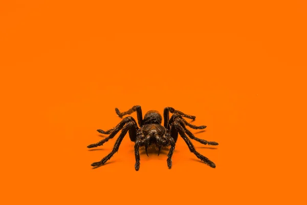 Singel Riktig Tarantula Spindel Orange Bakgrund Läskigt Halloweenkoncept Med Tomt — Stockfoto