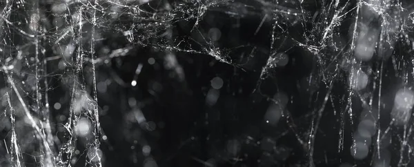 Bir sürü örümcek ağı ya da siyah üzerine örümcek ağı. Ürkütücü Cadılar Bayramı Örümcek Ağı Süslemeleri.