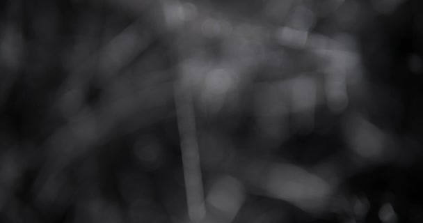 Пухнастий Повільний Фокус Безладі Павутин Вночі Веб Фон Павука Хеллоуїна — стокове відео