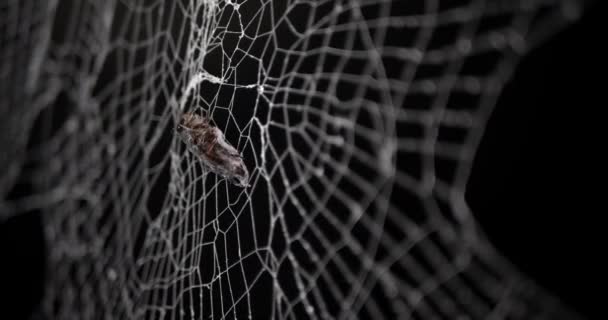 Echte Griezelige Spinnenweb Met Insect Gevangen Web — Stockvideo