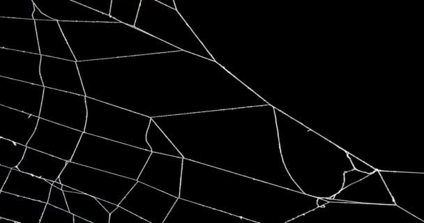 Riktigt Kusligt Spindelnät Med Insekter Instängda Nätet — Stockvideo