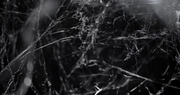 Duw Nachts Een Hoop Griezelige Spinnenwebben Door Halloween Spin Web — Stockvideo