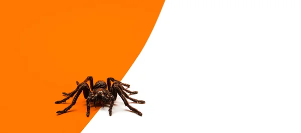 Svart Halloween Spindel Orange Och Vit Bakgrund Med Tomt Utrymme — Stockfoto
