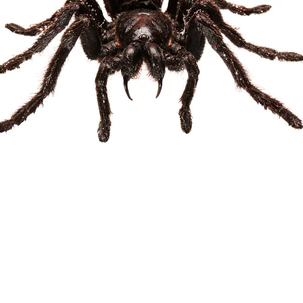 Läskig Hårig Tarantula Med Stora Huggtänder Isolerade Vitt — Stockfoto