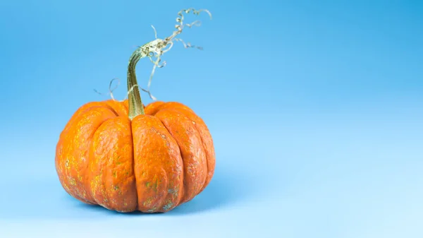 Μίνι Πορτοκαλί Κολοκύθα Στέλεχος Για Halloween Μπλε Φόντο — Φωτογραφία Αρχείου