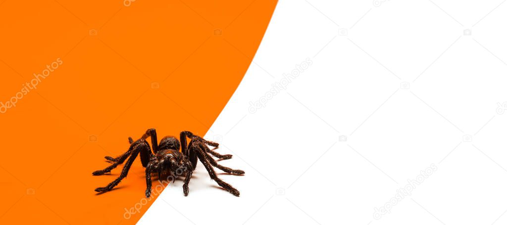 Black Halloween spider on orange and white background with blank space for text or image