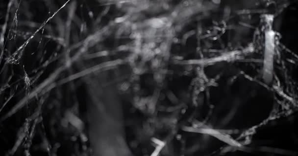 Nachts Durch Ein Chaos Gespenstischer Spinnweben Halloween Spinnennetz Hintergrund — Stockvideo