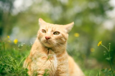 Turuncu tekir kedi dışarıda çimlerin arasında kulakları arkada endişeli bir ifadeyle..