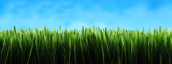 濃い緑の草のパノラマの背景 — ストック写真