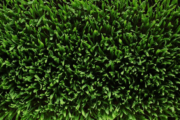 Overhead View Fresh Green Grass — Stock Photo, Image