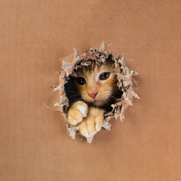 Schattig Kitten Klauwen Bijten Gat Kartonnen Doos Roodharige Tabby Kat — Stockfoto