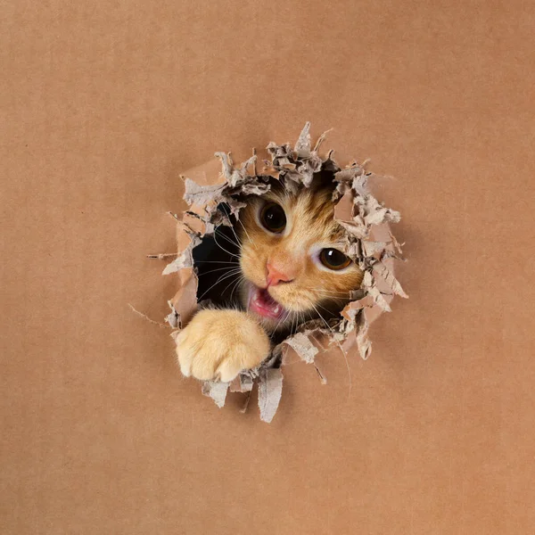Rozkošné Koťátko Drásající Kousající Díru Kartonové Krabici Ginger Tabby Cat — Stock fotografie