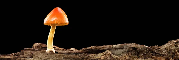 在用黑色隔开的旧木料上的橙色和黄色蘑菇 — 图库照片