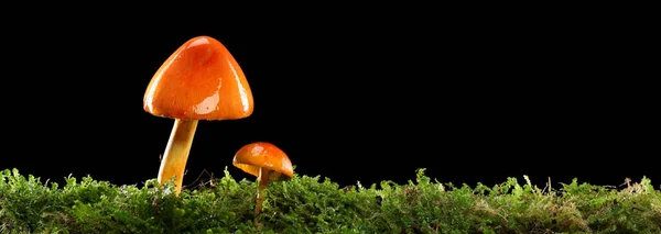 湿湿潮湿的绿色苔藓森林地面上有两个橙色和黄色的蘑菇 被隔离在黑暗中 — 图库照片