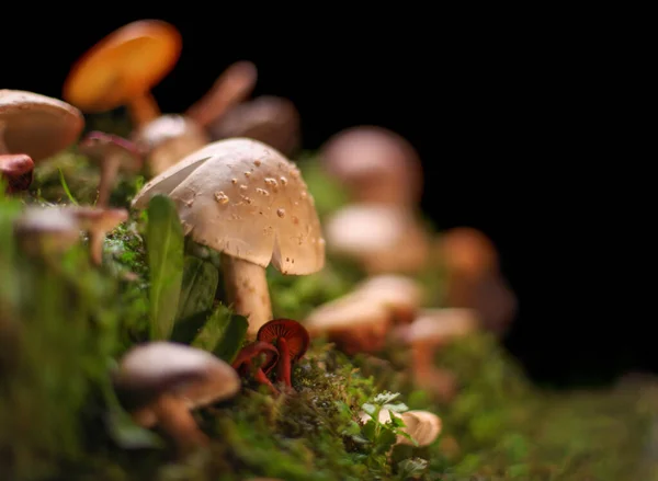 几种色彩艳丽的蘑菇和绿色苔藓原木上的真菌 — 图库照片